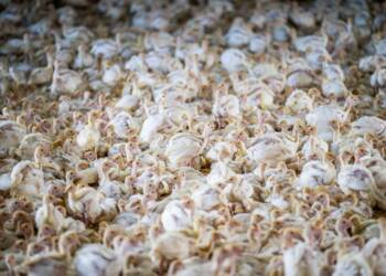 EAttachments92684318100a7aadee46446fcb3bbc6f25d481f xl 1024x683 1