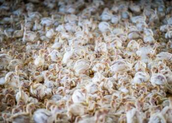 Tysiące indyków do likwidacji. Nowe ognisko ptasiej grypy 3 EAttachments92684318100a7aadee46446fcb3bbc6f25d481f xl