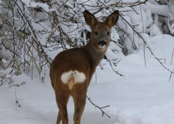 EAttachments9269366e353624b70fceb76ed24e707e6f4f416 xl