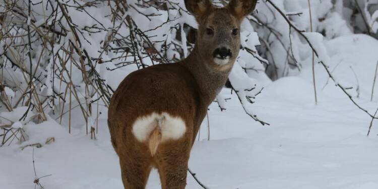 EAttachments9269366e353624b70fceb76ed24e707e6f4f416 xl