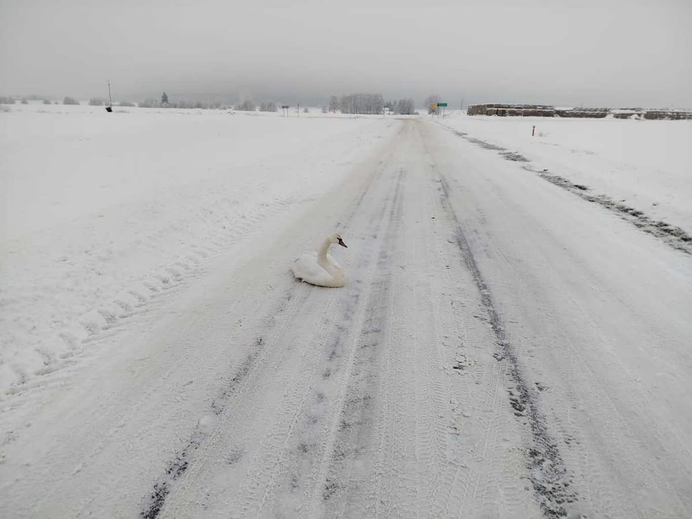 Łabędź przymarznięty do jezdni. Zareagował 32-latek [ZDJĘCIA]