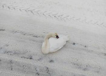 EAttachments9273233a946394440c39a0d9d165c056a5dde2b xl 1024x768 1