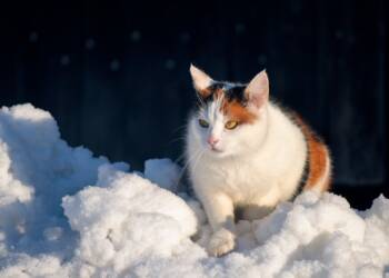 EAttachments92752427cf5e62bd134c22392a909062741d978 xl