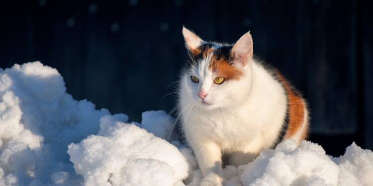 EAttachments92752427cf5e62bd134c22392a909062741d978 xl