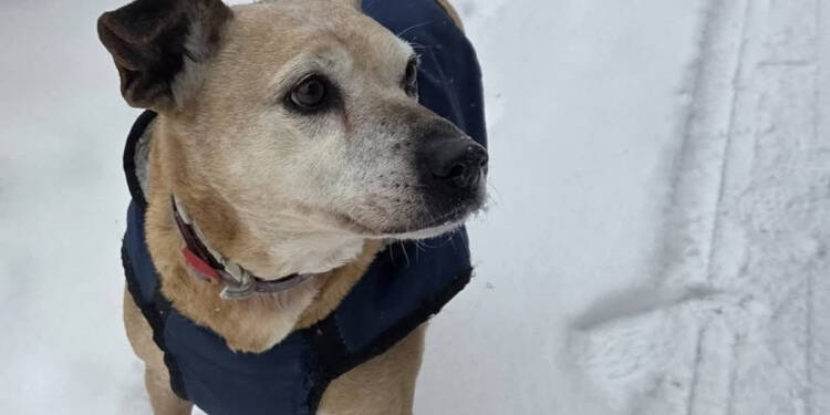 Wsparcie dla schroniska w Białej Podlaskiej. Nowe budy dla bezdomnych psów 1 EAttachments9275253d50b50f975261d8cf1774714a6d00c3f xl