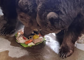 EAttachments927765349098af1c0648881277157477b3b7d9c xl