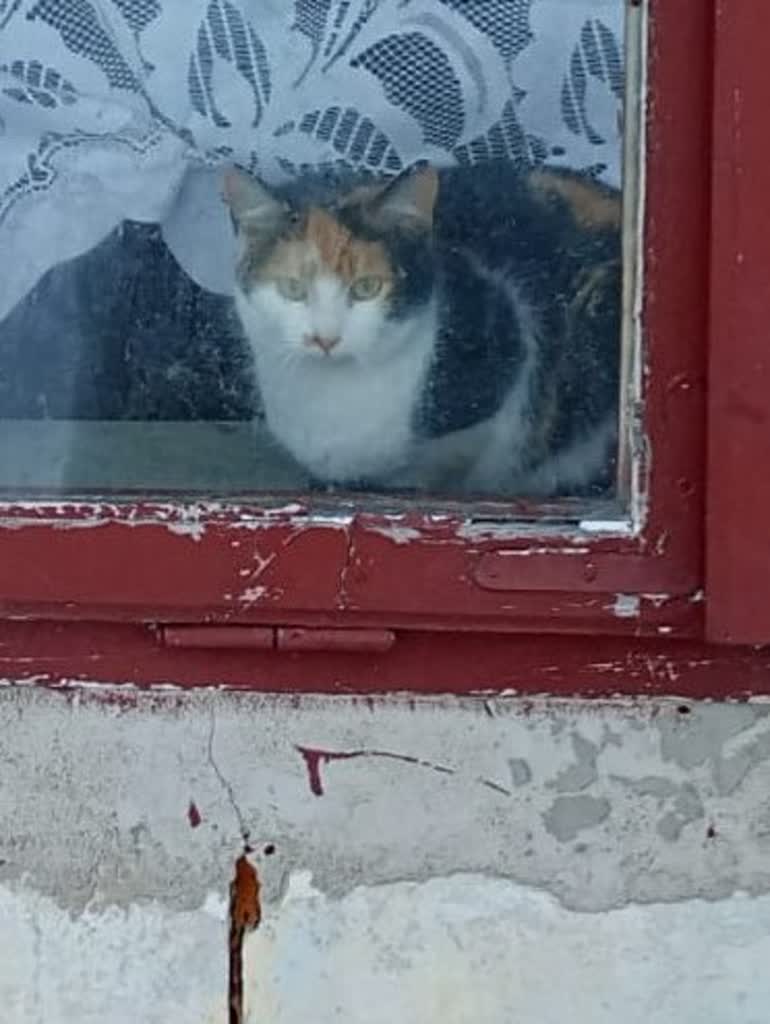 Zostawił zwierzęta na mrozie i wyprowadził się. Grozi mu więzienie 3 346-283516.jpg