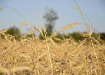 EAttachments92783622df5835ad44fa19a1f2c6841fd8650bd xl 1024x682 1