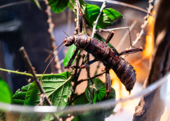 EAttachments9278809ac310ab164f7487d5e77ab5148cad3ad xl