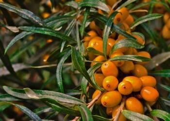 EAttachments9279267128f7d8af2e1eaea3149c480e05b8df8 xl