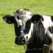 20.01.2026 Agrobiznes - szkolenia dla rolników realizujących ekoschemat dobrostan zwierząt 10 EAttachments92829592d0a07711dfcbd9e042cf7e1ef46bf73 xl