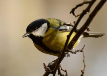 EAttachments9284437a17c0d293b1fa111ff3e2245e10ae5dd xl