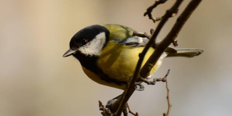 EAttachments9284437a17c0d293b1fa111ff3e2245e10ae5dd xl