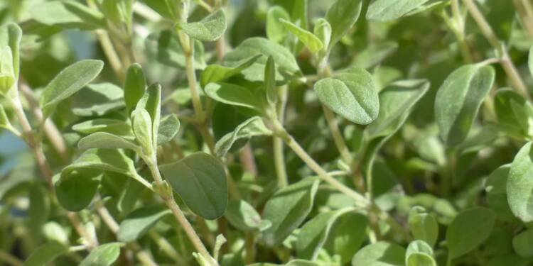 EAttachments9284441164c507807d1ada9c1ae02d50a79bfe4 xl