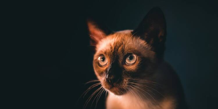 EAttachments928496152dc7517f690f0c9d712d2ccf69d421d xl