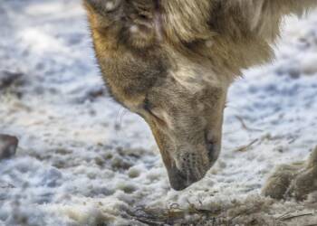 EAttachments9287726230eaa87f469454108200255b47be442 xl 1