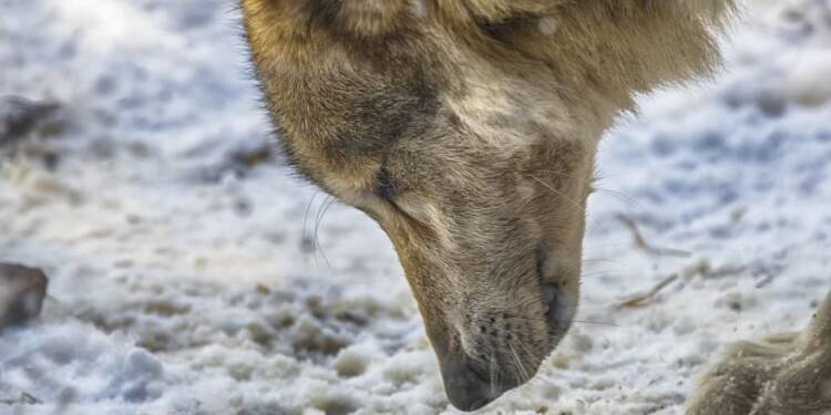 EAttachments9287726230eaa87f469454108200255b47be442 xl 1