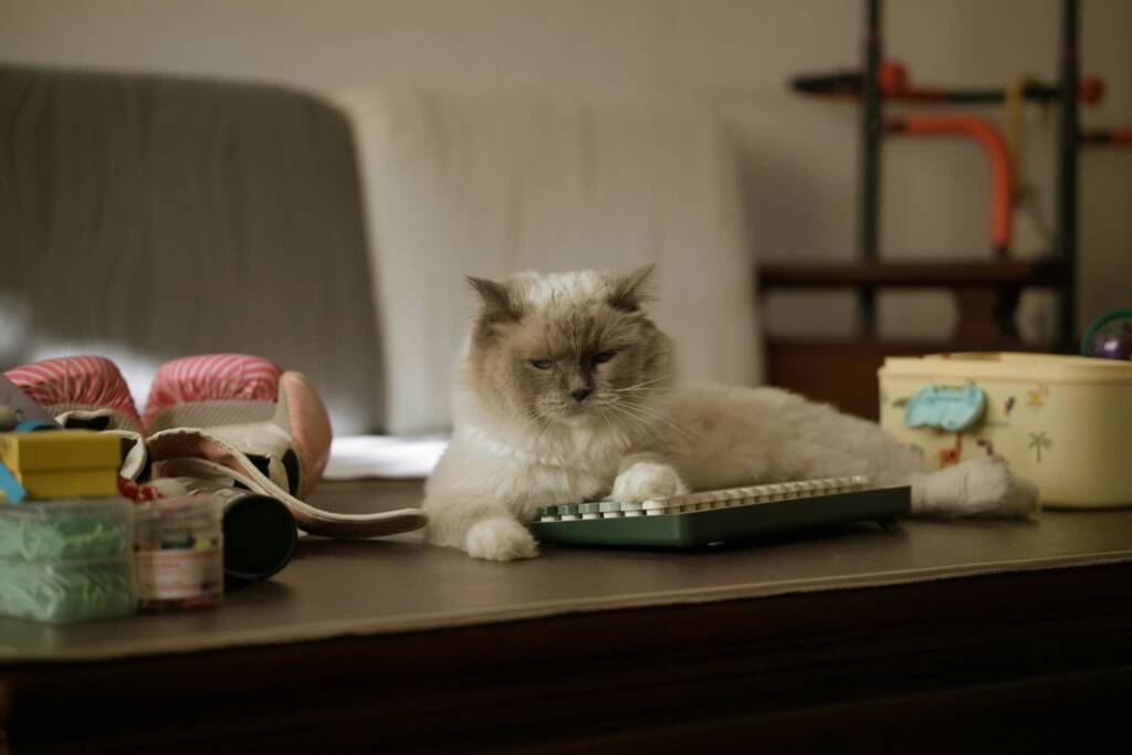 22.01.2026 Chwila dla pupila - stres a gubienie sierści przez kota 1 EAttachments9288632259e54a4672f4eee6313aff0aedaa3bc xl