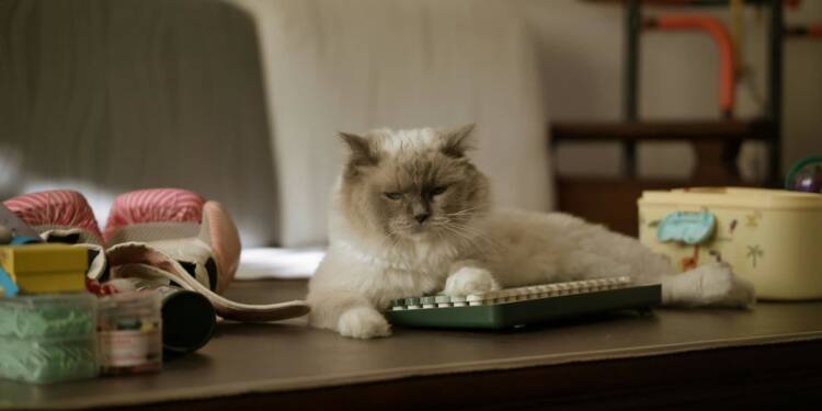 22.01.2026 Chwila dla pupila - stres a gubienie sierści przez kota 1 EAttachments9288632259e54a4672f4eee6313aff0aedaa3bc xl