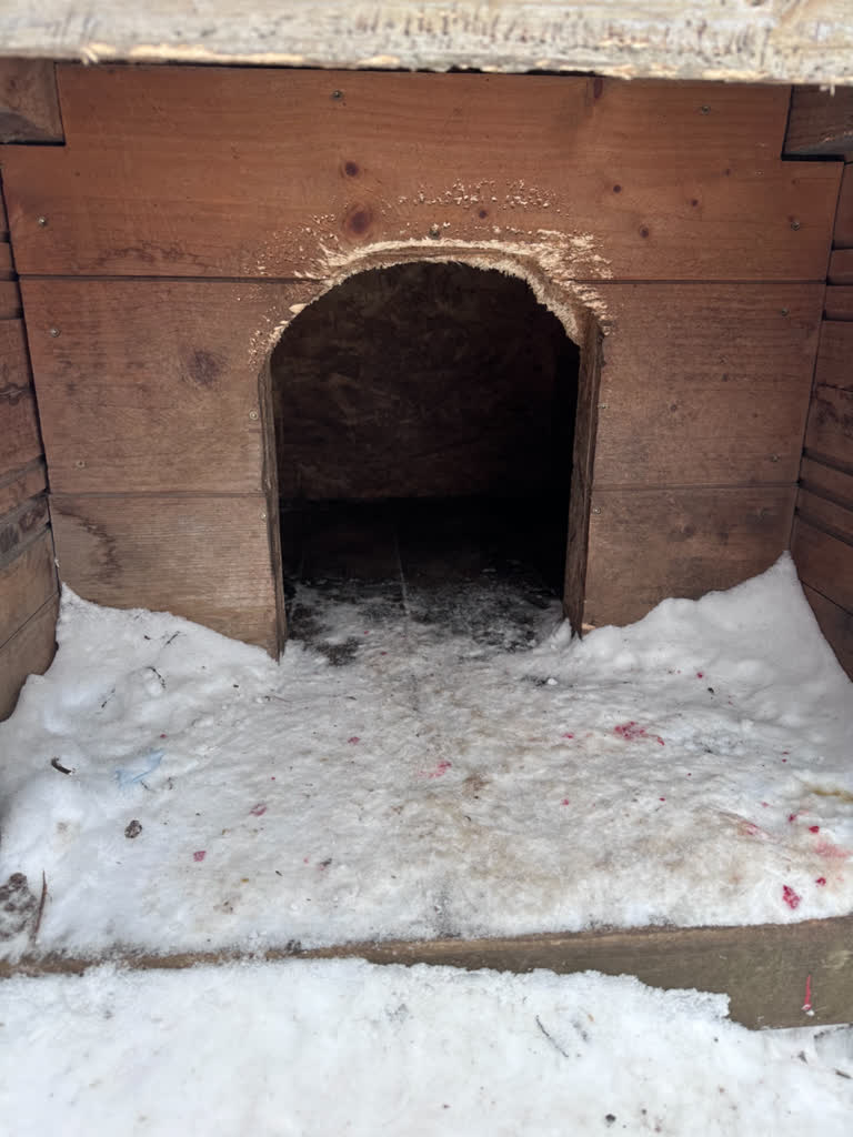 Martwy pies i zaniedbane czworonogi. Pogotowie odebrało zwierzęta 2 image2.jpeg