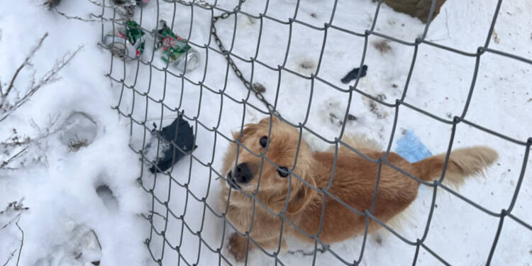 Martwy pies i zaniedbane czworonogi. Pogotowie odebrało zwierzęta 1 EAttachments9289963a6ccf1a1c9da063b396e0165868f5266 xl