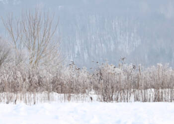 EAttachments9290333e9d990c393bbdcd7b7b91a87ab901c78 xl