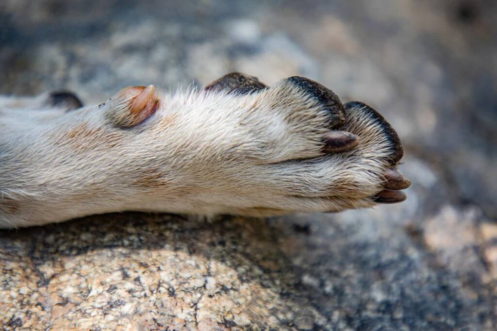 23.01.2026 Chwila dla pupila - o pękających opuszkach psich łap 1 EAttachments92910986288b0b66190f4574317c7ffa2739c70 xl