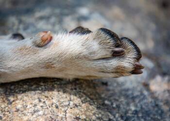 EAttachments92910986288b0b66190f4574317c7ffa2739c70 xl