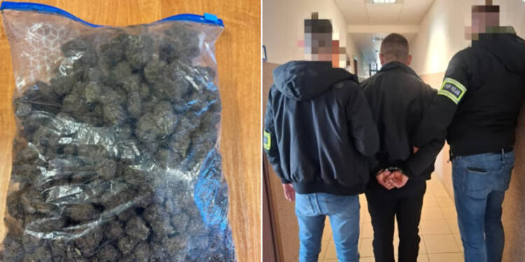 Uprawiał nielegalne drzewka. 39-latek z zarzutami 1 EAttachments9291756489decc025fc132fff3ec0bf7ab9bdc4 xl