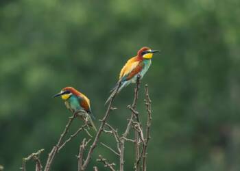 EAttachments9299511d6d20f61d1a684931b0cb450f4a6d825 xl