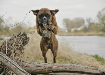 28.01.2026 Chwila dla pupila - o etapach dysplazji u psów 5 EAttachments93004797ba0a5c5515c682f3a90ca92c0b8dbca xl