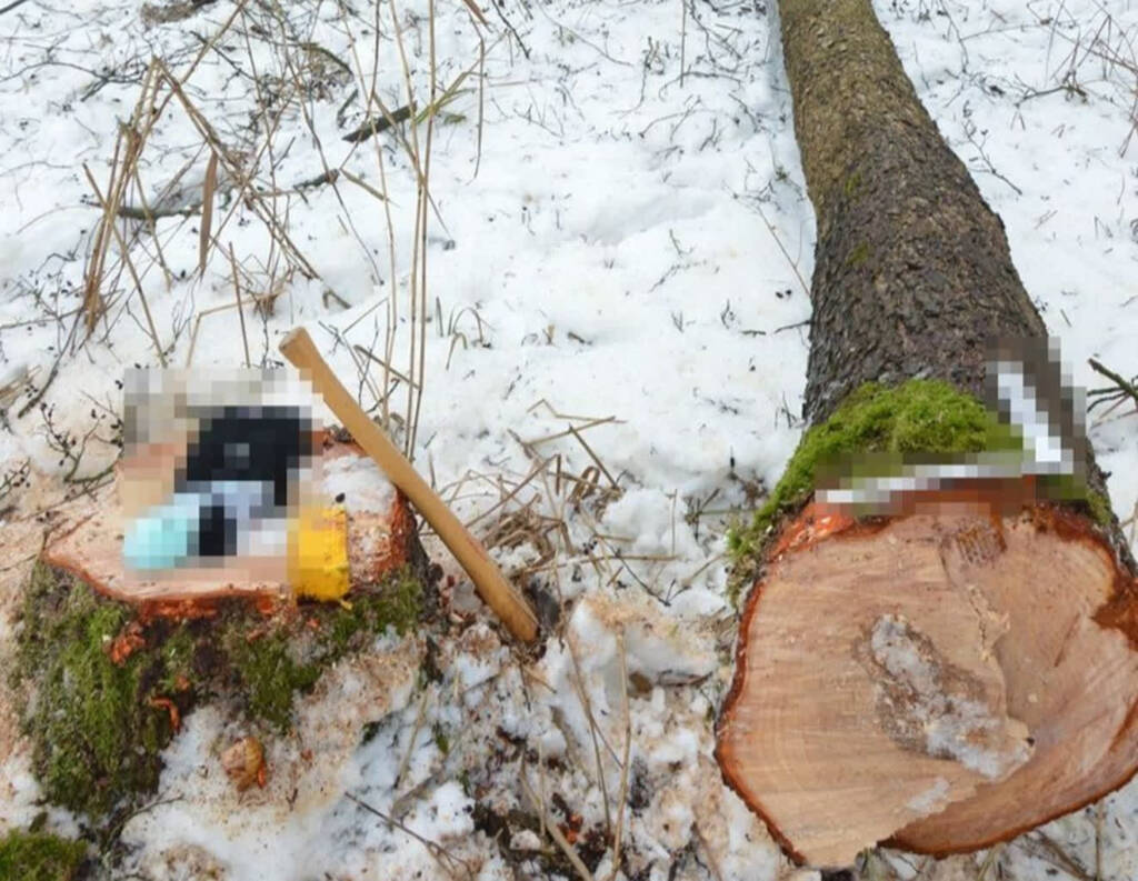 Tragiczny wypadek podczas wycinki drzewa 1 EAttachments9301194cadff327c36b855312d7d39eaf27f4cb xl