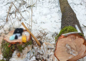 Tragiczny wypadek podczas wycinki drzewa 4 EAttachments9301194cadff327c36b855312d7d39eaf27f4cb xl