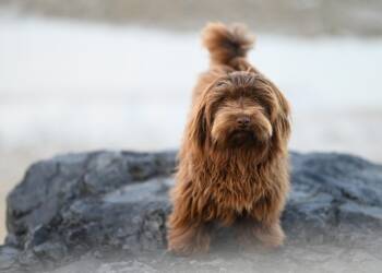 EAttachments930245481a58990fe86f4b9d76c0d82f3103e14 xl