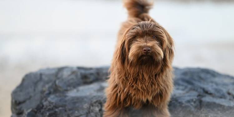 EAttachments930245481a58990fe86f4b9d76c0d82f3103e14 xl