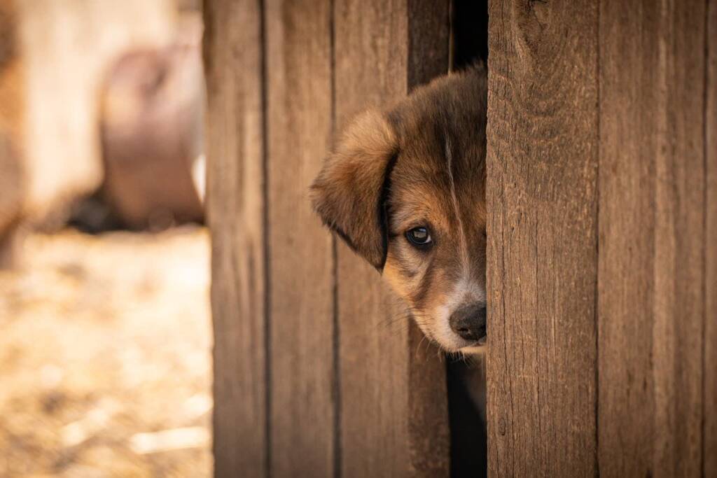 MSWiA: W 40 schroniskach dla zwierząt stwierdzono uchybienia 1 EAttachments93027896c106a231318624247da21ed8f3ae5f4 xl