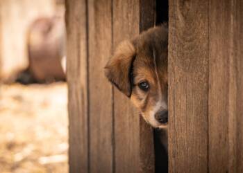 MSWiA: W 40 schroniskach dla zwierząt stwierdzono uchybienia 2 EAttachments93027896c106a231318624247da21ed8f3ae5f4 xl