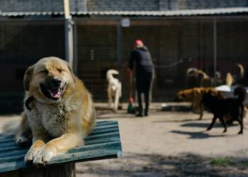 Nieprawidłowości w schroniskach. Czy zwierzęta są bezpieczne? 3 EAttachments93033358ed25f4dada236368e48a85be202efaa xl