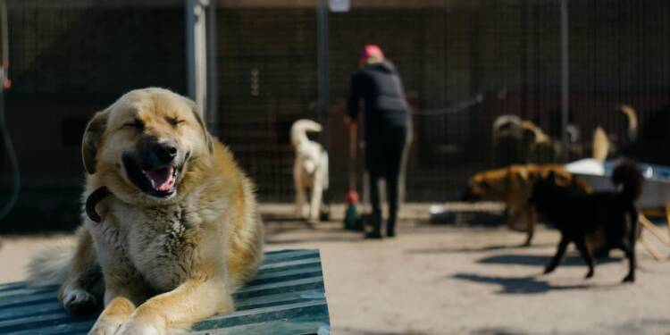 EAttachments93033358ed25f4dada236368e48a85be202efaa xl