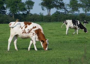 EAttachments930390526040ef1e4cf7f427baef057a5286f62 xl