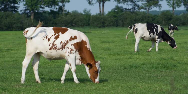 EAttachments930390526040ef1e4cf7f427baef057a5286f62 xl