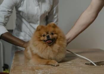 30.01.2026 Chwila dla pupila - o osteotomii miednicy u psa 2 EAttachments9304737bf95add370503f03408b7d7903efa43d xl