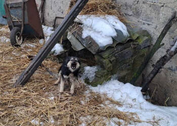 EAttachments9304939bdb81d150adf5de21e98b444e3e777f2 xl