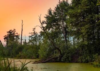 Mokradła dziedzictwem kulturowym. Wydarzenie na UMCS 2 EAttachments930494006ae799985f3491617f01674c99e73b0 xl