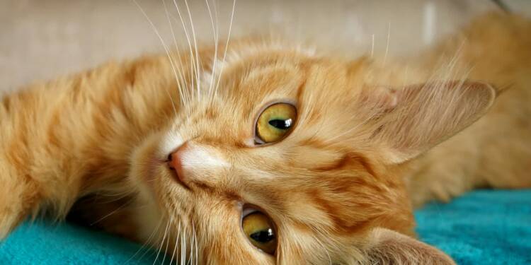 EAttachments9305452038b22bebf516b73a3e2539109b8ea09 xl