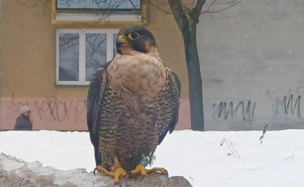 EAttachments9305526c41e44745aeab65822e209253e176cd3 xl