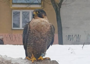 EAttachments9305526c41e44745aeab65822e209253e176cd3 xl