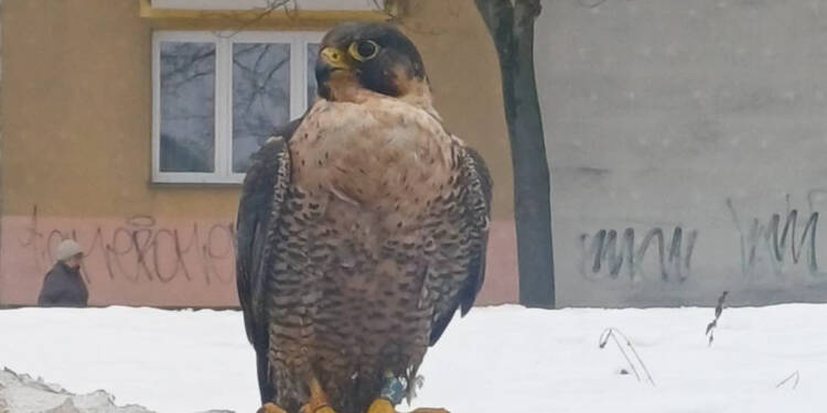 EAttachments9305526c41e44745aeab65822e209253e176cd3 xl