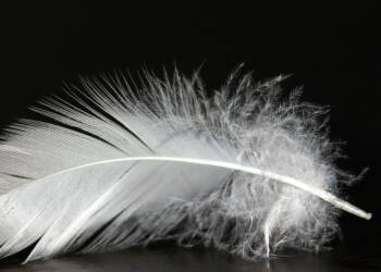 31.01.2026 Trele morele - o ptasich piórach 3 EAttachments9306646cd3cddd16202176263c86b4a9c0113bf xl