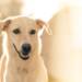 24.01.2026 Frik 10 dog 1869167 1280